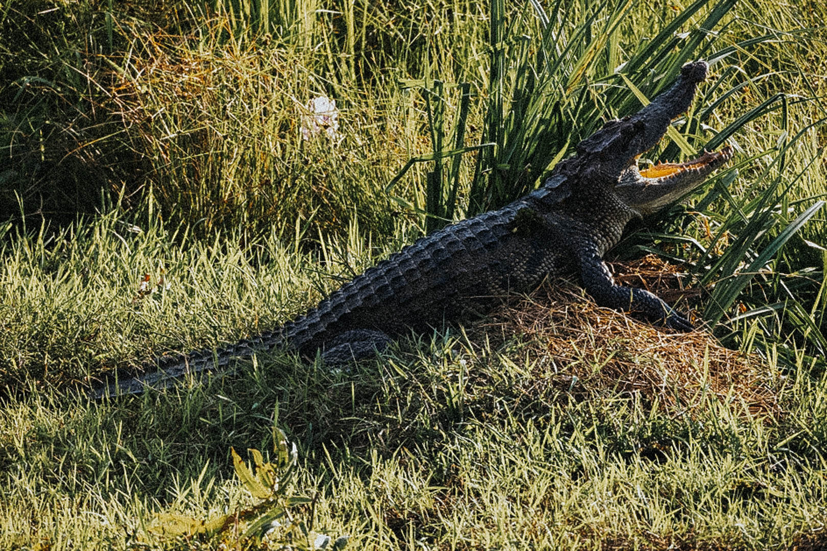 Leo núi trong ngày tại Nam Cát Tiên