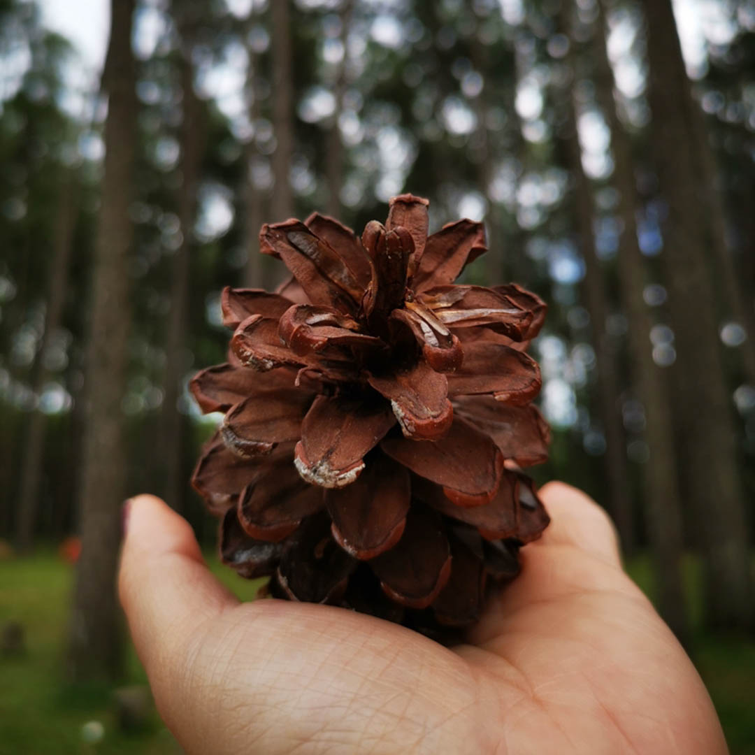 Bidoup Tà Giang - Sự giao thoa của núi cao đến miền cỏ hát