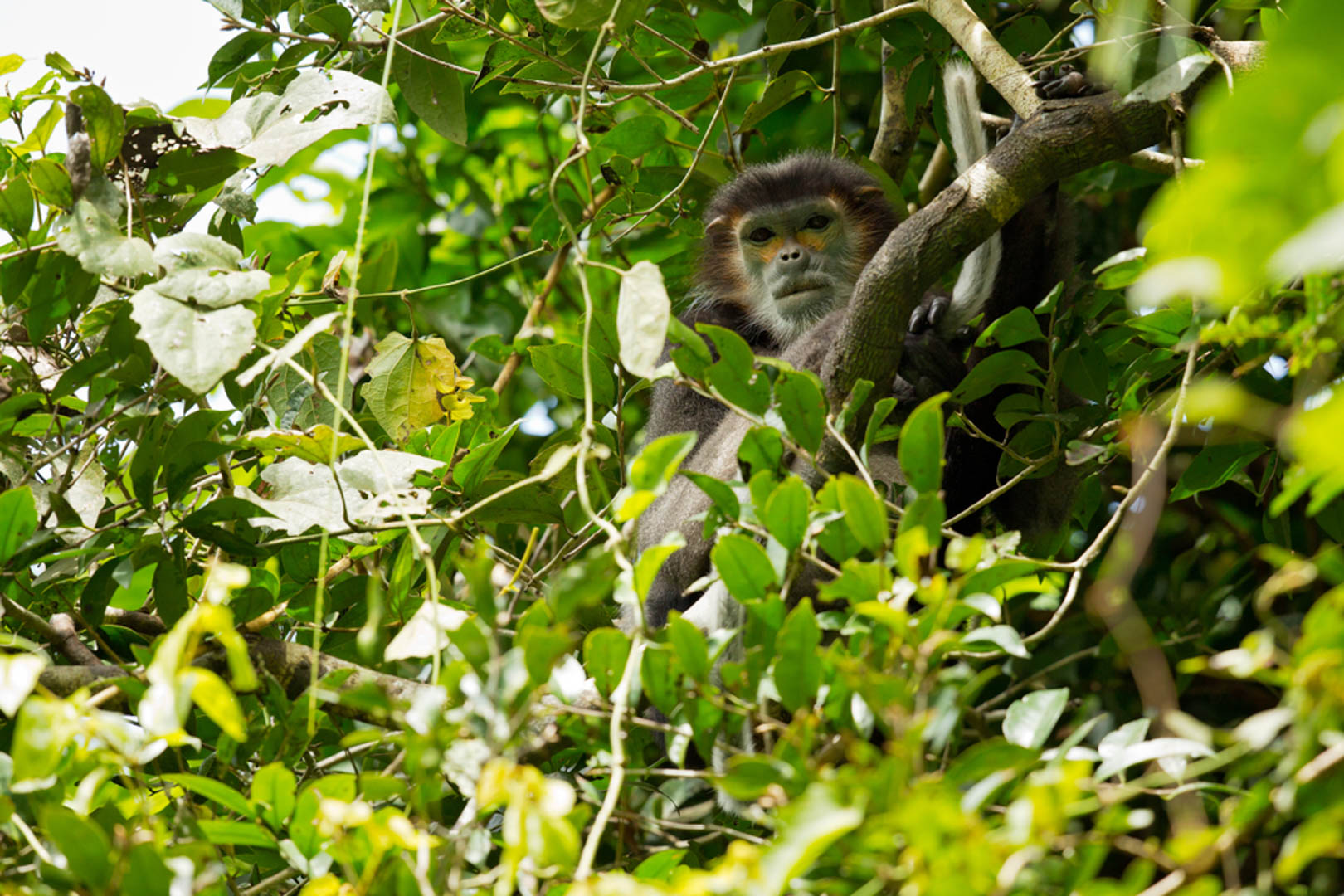 Bidoup Tà Giang - Sự giao thoa của núi cao đến miền cỏ hát