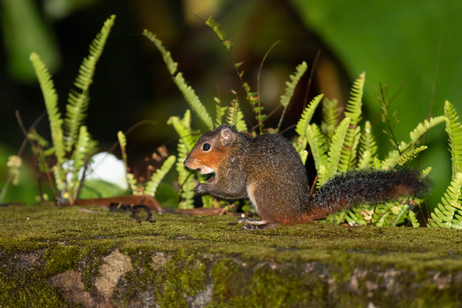 Vườn quốc gia Bạch Mã có gì?